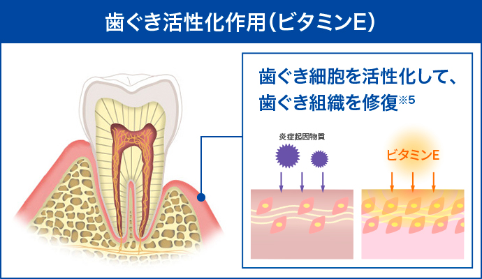 歯ぐき活性化作用(アラントイン) 弱ってきた歯ぐきの細胞に直接働き、歯ぐき組織を修復 ※1