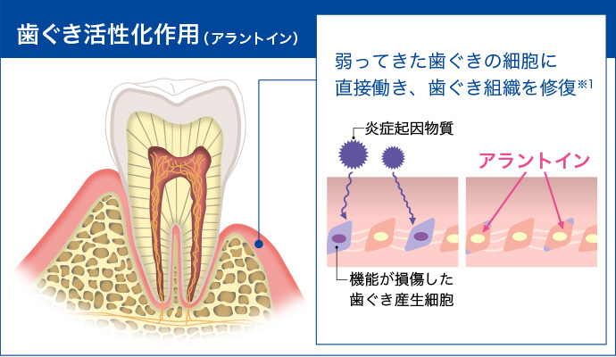 歯ぐき活性化作用(アラントイン) 弱ってきた歯ぐきの細胞に直接働き、歯ぐき組織を修復 ※1