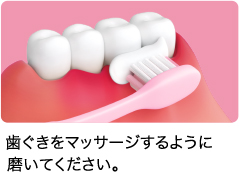 歯ぐきをマッサージするように 磨いてください。