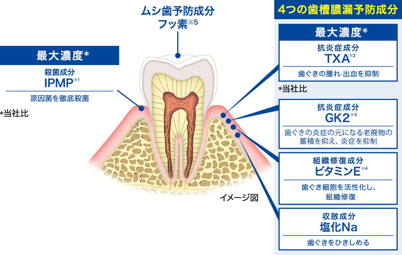 ムシ歯予防成分フッ素※5 最大濃度* 殺菌成分IPMP※1 原因菌を徹底殺菌 *当社比 4つの歯槽膿漏予防成分 最大濃度* 抗炎症成分 TXA※2 歯ぐきの腫れ・出血を抑制 *当社比 抗炎症成分 GK2※3 歯ぐきの炎症の元になる老廃物の蓄積を抑え、炎症を抑制 組織修復成分ビタミンE※4 歯ぐき細胞を活性化し、組織修復 収斂成分塩化Na 歯ぐきをひきしめる イメージ図