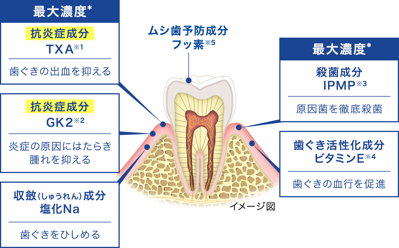 最大濃度* 抗炎症成分 TXA※1 歯ぐきの出血を抑える 抗炎症成分 GK2※2 炎症の原因にはたらき腫れを抑える 収斂(しゅうれん)成分塩化Na 歯ぐきをひしめる 最大濃度* 殺菌成分 IPMP※3 原因菌を徹底殺菌 歯ぐき活性化成分ビタミンE※4 歯ぐきの血行を促進 ムシ歯予防成分フッ素※5 イメージ図